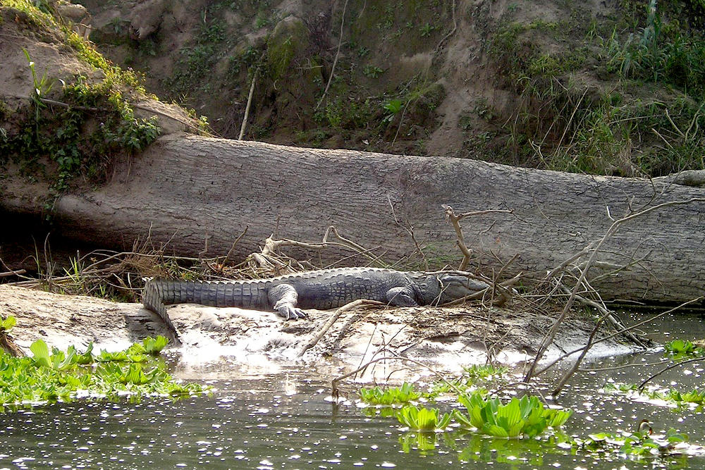 Chitwan National Park