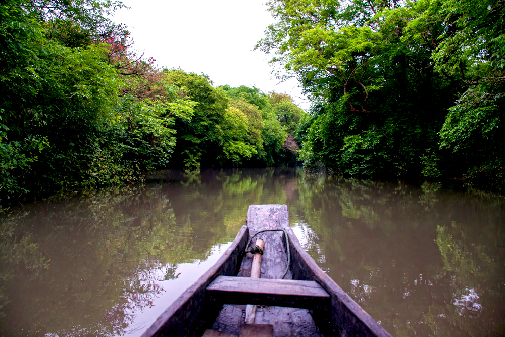 Ratargul Swamp Forest