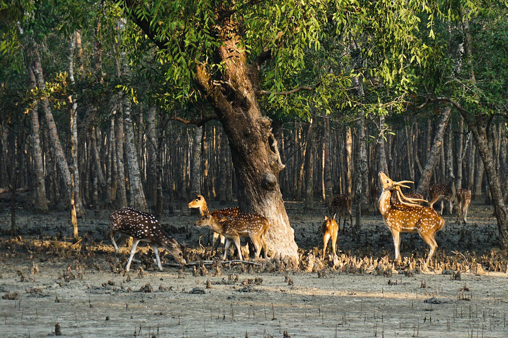 Sundarbans Mangrove Forest